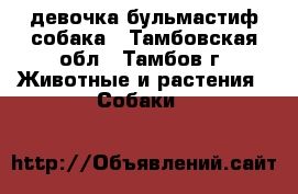девочка бульмастиф собака - Тамбовская обл., Тамбов г. Животные и растения » Собаки   